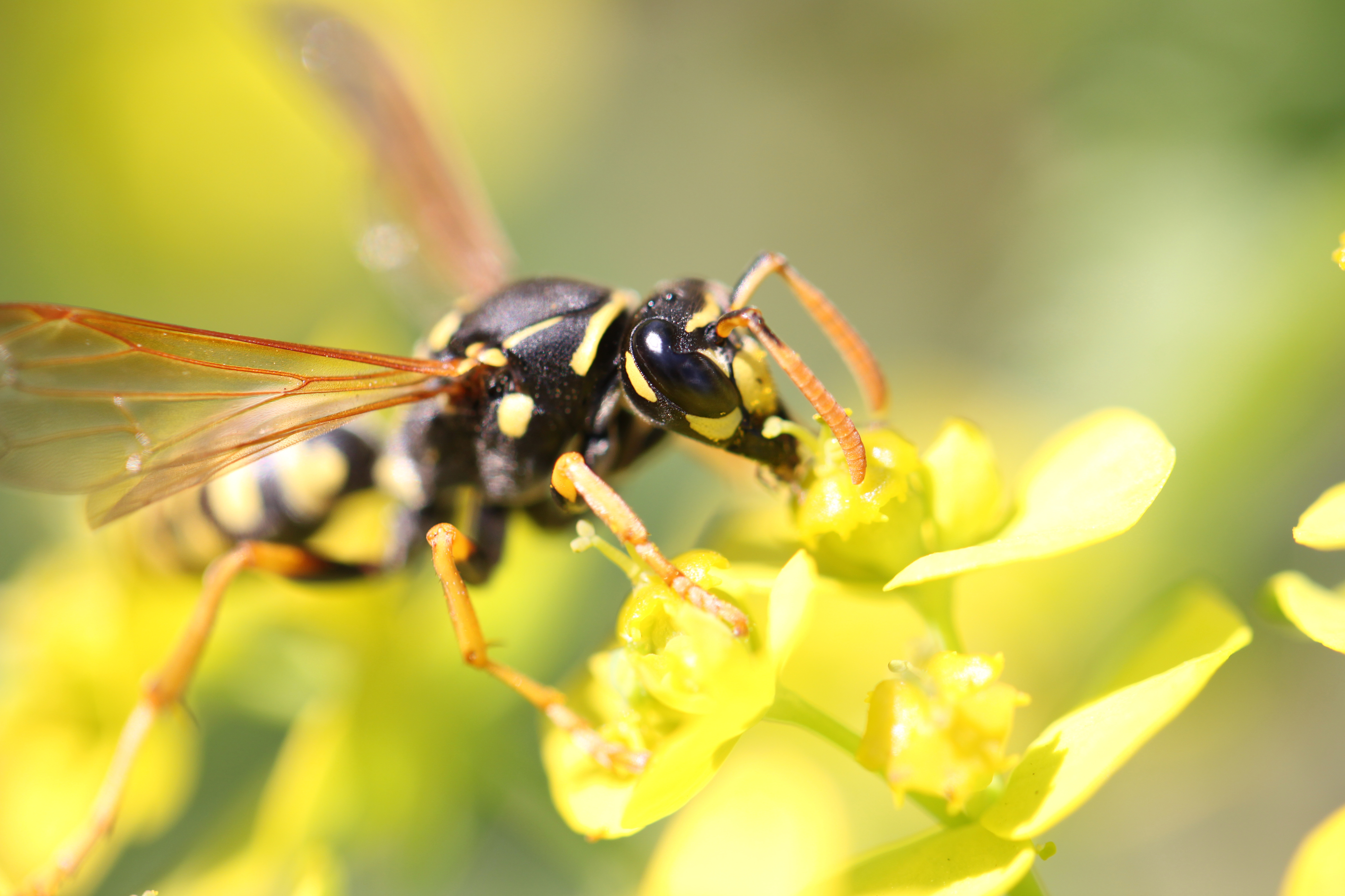 Wasp Sting Pussy