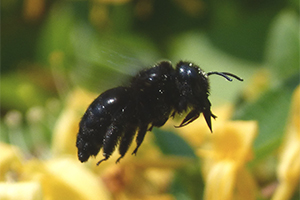 queen carpenter bee