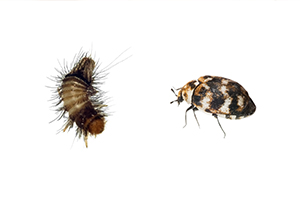 Clothes Moths and Carpet Beetles: Identifying and Controlling Fabric Pests