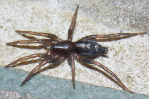 parson spiders spider